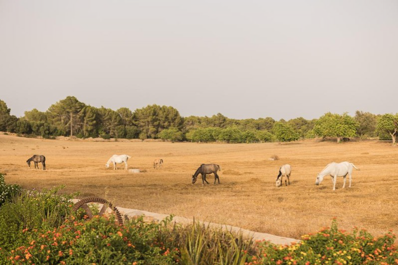 Book your wedding day in Finca Wedding - Villa Valens
